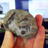 El fósil fue hallado en Sudáfrica y pertenece a un embrión de Lystrosaurus. El fósil fue hallado en Sudáfrica y pertenece a un embrión de Lystrosaurus.