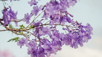 Estas son todas las propiedades curativas del jacarandá, según la UNAM.