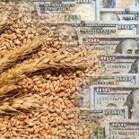 Las lluvias abundantes de los últimos meses en zonas agrícolas clave del país favorecieron el desarrollo del cultivo y explican buena parte de la mejora. Las lluvias abundantes de los últimos meses en zonas agrícolas clave del país favorecieron el desarrollo del cultivo y explican buena parte de la mejora.