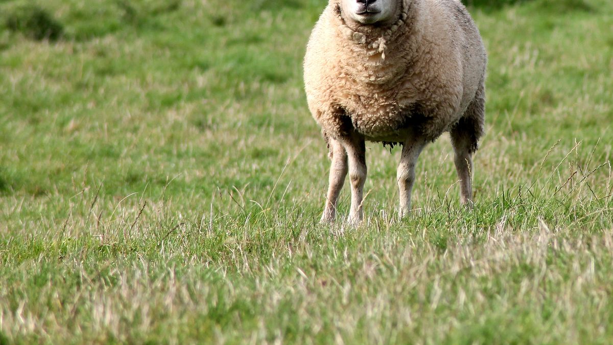 The Rural Federation pointed to the government for the worrying situation of the sheep sector