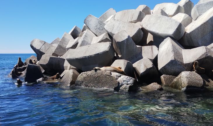 Lobos marinos descansan sobre la escollera de Comodoro Rivadavia. Lobos marinos descansan sobre la escollera de Comodoro Rivadavia.