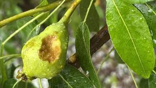 El granizo afectó a los productores de frutas del Alto Valle. El granizo afectó a los productores de frutas del Alto Valle.