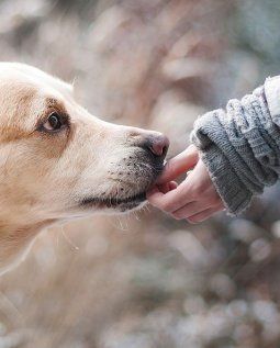 Reino Unido: Bobtail, en peligro de extinción, advierten