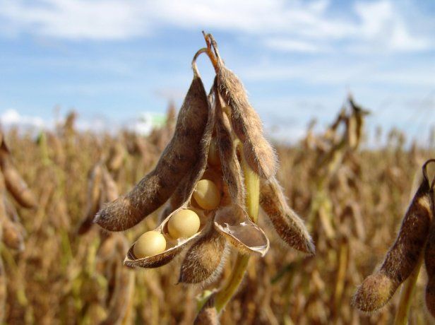 Soy.