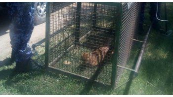 Capturaron un puma en el patio de una casa en Córdoba