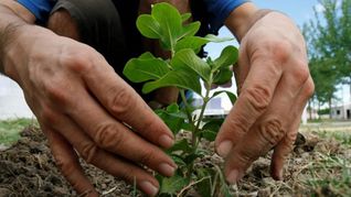 Prohuerta, la iniciativa agroecológica argentina que trascendió fronteras y es ejemplo mundial
