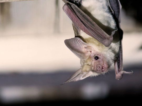 El 60% de las enfermedades infecciosas humanas son de origen animal y que tres de cada cuatro enfermedades emergentes son zoonosis.