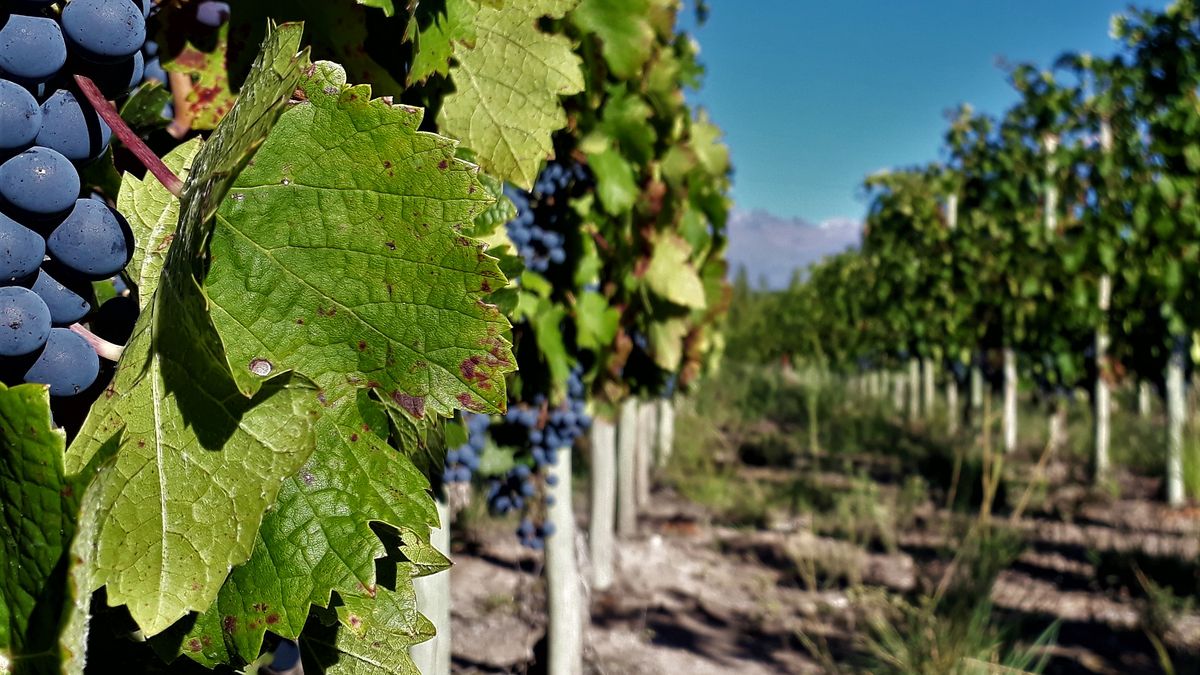Weekend XL to pure wineries: two destinations near CABA to taste wines and enjoy the landscapes Weekend XL to pure wineries: two destinations near CABA to taste wines and enjoy the landscapes