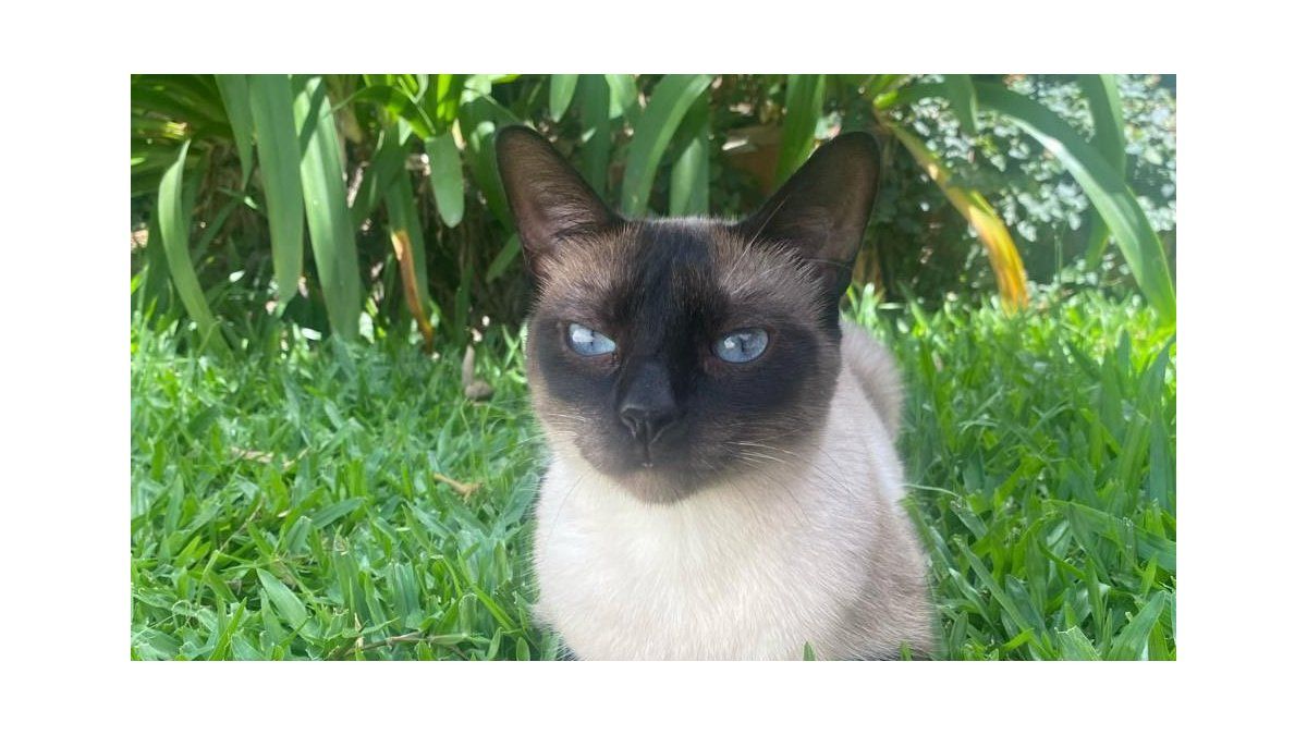 Does your pet not use pebbles well? Learn the definitive trick to completely eliminate the smell of cat pee