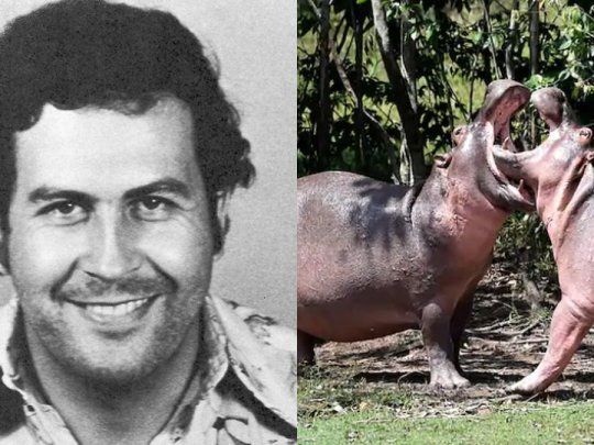 escobar hipo.jpg