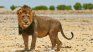 Desert lions are characteristic of Namibia. Desert lions are characteristic of Namibia.