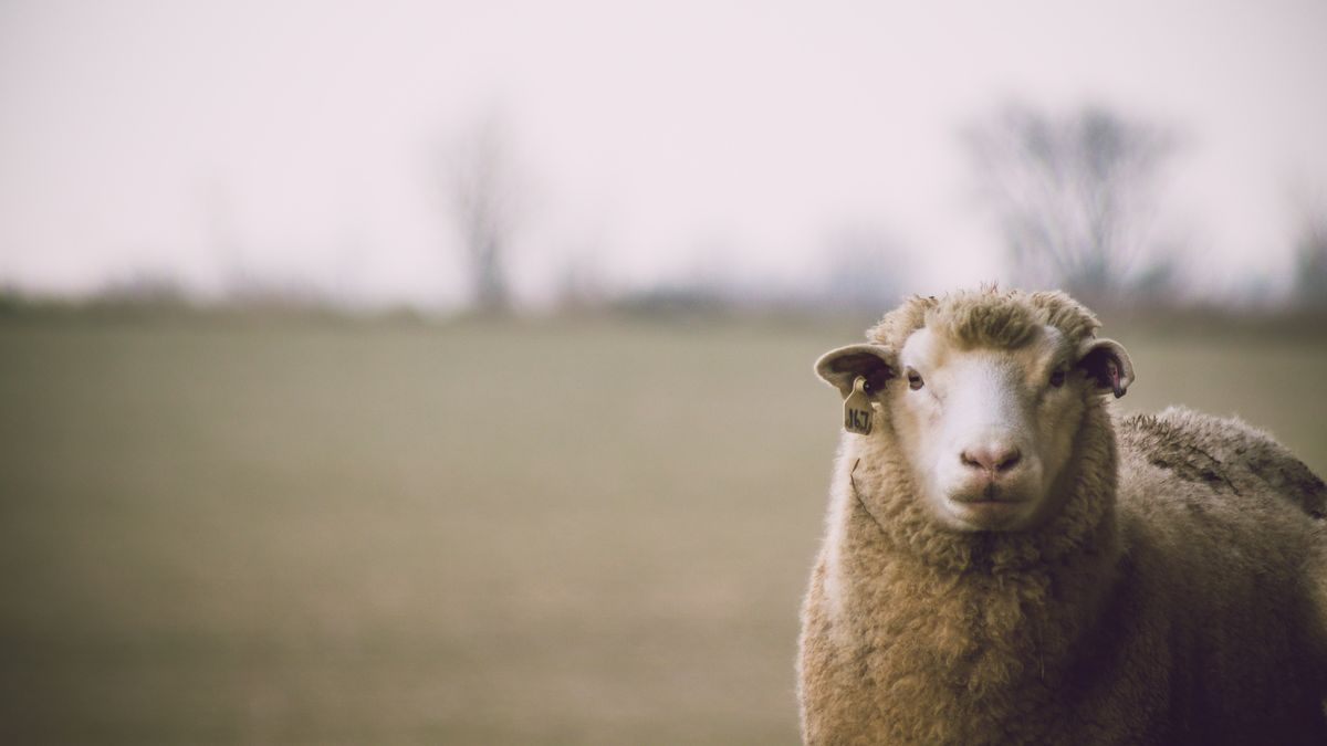 Sheep exports fell 17% year-on-year
