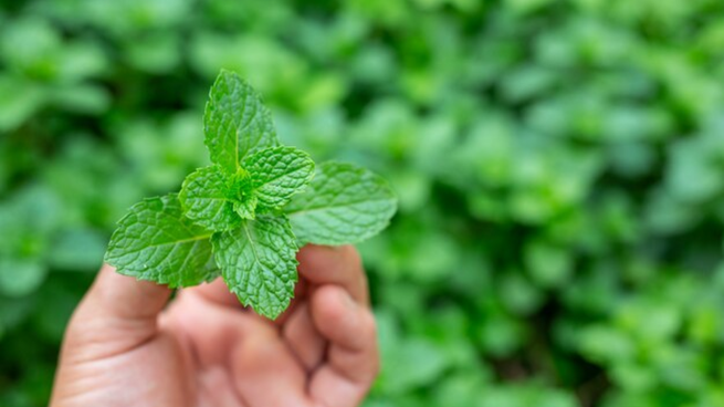 Planta de menta