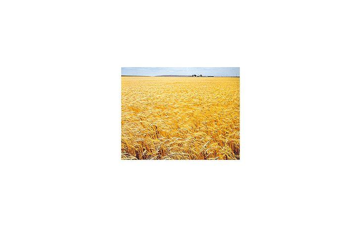 Preocupa atodos loseslabonesde laproduccióntriguera elfuturo delcereal, decara a lacosecha dediciembre yenero.