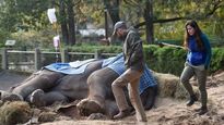Presentan denuncia penal contra el dueño de Zoo de Luján por maltrato hacia los animales