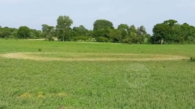 Foamstream irrumpe en la jardinería con una espuma vegetal que elimina malezas, atrae a municipios y podría llegar a millones de hogares.