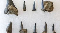 Fósiles de microorganismos antárticos revelan la evolución del clima y la vida en la Tierra