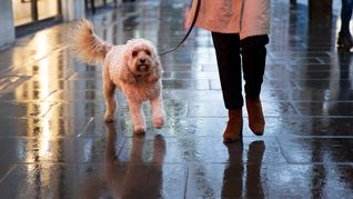 La lluvia no es impedimento para pasear a tu mascota, siempre y cuando tengas en cuenta los cuidados posteriores. La lluvia no es impedimento para pasear a tu mascota, siempre y cuando tengas en cuenta los cuidados posteriores.