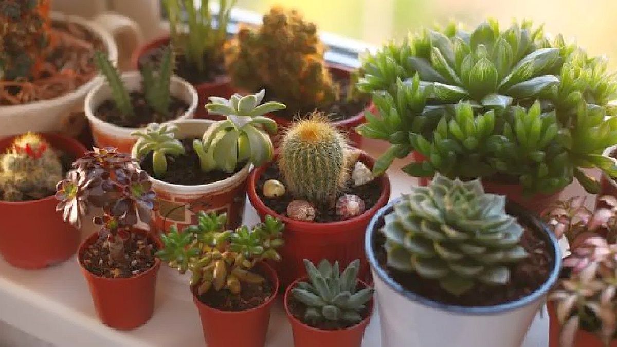 These succulents are always in flower and are perfect to fill your house with color