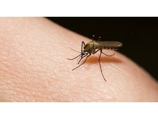 Ola De Mosquitos En Amba El Truco Infalible Natural Y Barato Para Evitar Que Te Piquen