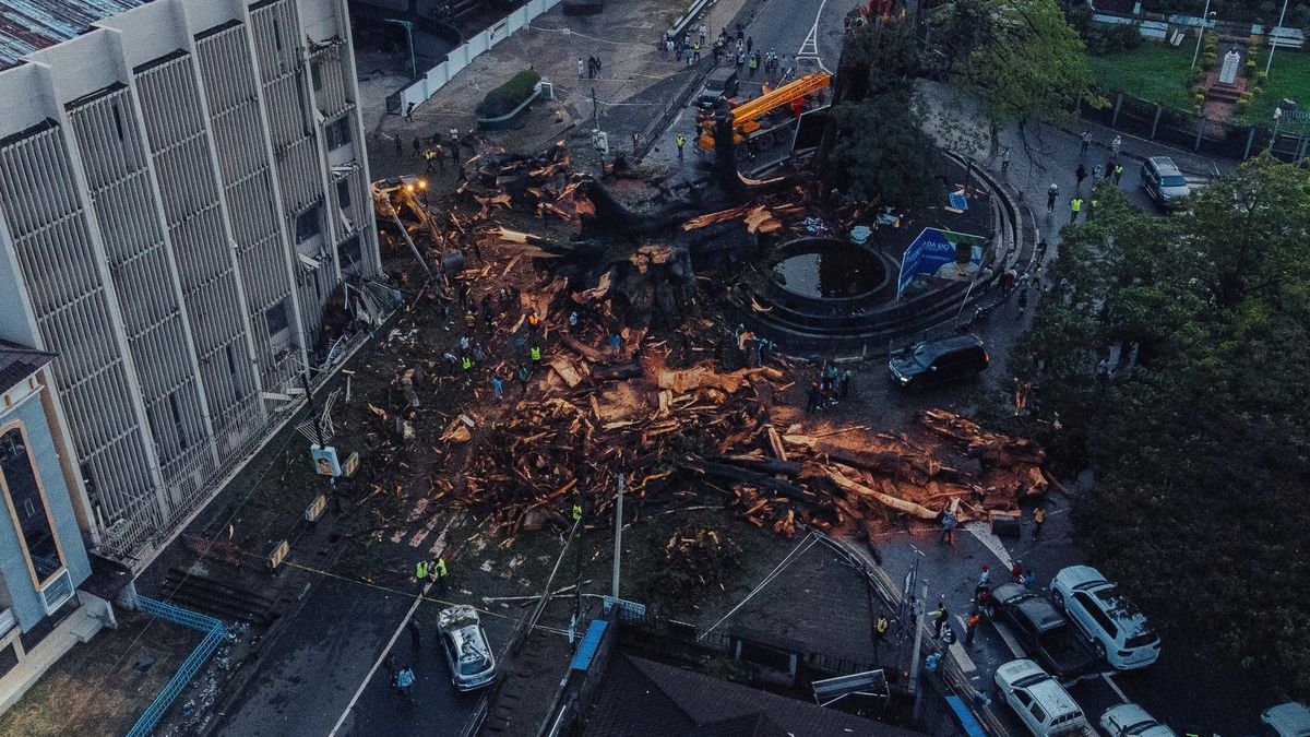 A strong storm destroyed one of the most emblematic trees in the world