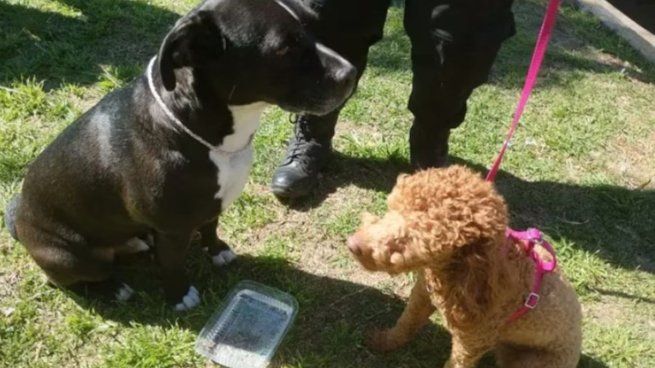 Dos perros que estaban encerrados en una camioneta bajo el sol fueron rescatados por la policía.