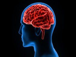 Vitaminas importantes para el cerebro.