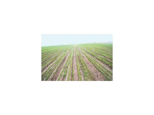 Lote de trigo bajo riego, ubicado entre Quines y Candelaria, en el Departamento de Ayacucho, San Luis. Ya se sembró más de 1,6 millón  de hectáreas de los 3.9 millones que se estiman para el presente ciclo.