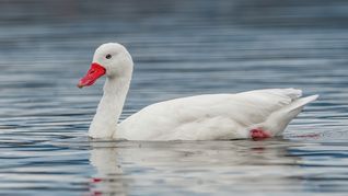 El Ministerio de Ganadería, Agricultura y Pesca refuerza los controles ante un segundo caso de gripe aviar. El Ministerio de Ganadería, Agricultura y Pesca refuerza los controles ante un segundo caso de gripe aviar.