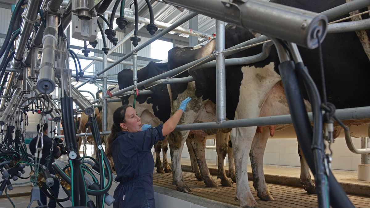 The dairy sector warned that the deterioration of rural roads affects production