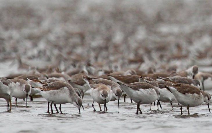 En la Argentina se registra un total de 62 especies de aves playeras.