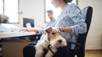 la tendencia humanimals ha llegado a las empresas argentinas