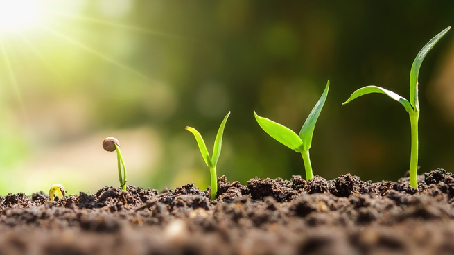 Plantas.
