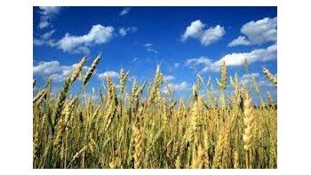 Aumentan 3% estimación de siembra de trigo