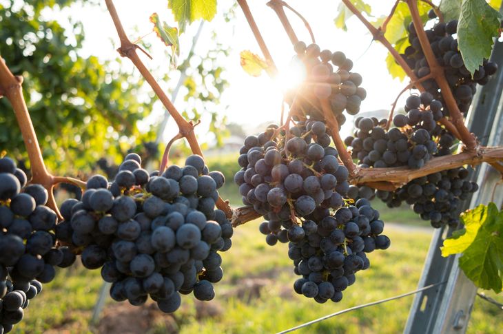 Los productos de viñedos orgánicos también vienen ganando espacio entre las preferencias de los nuevos consumidores.