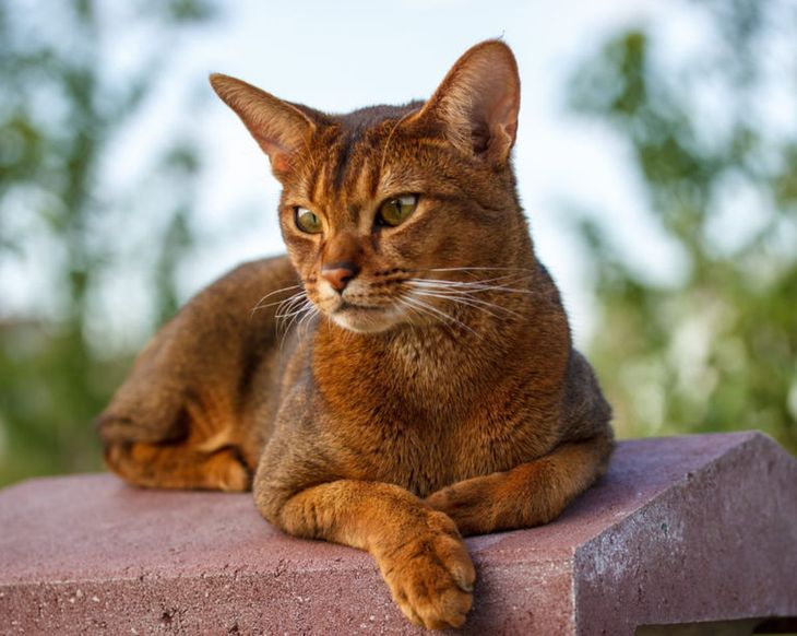 Estas son las razas de gatos más caros del mundo