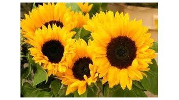 Cayó más del 8% cosecha de Girasol
