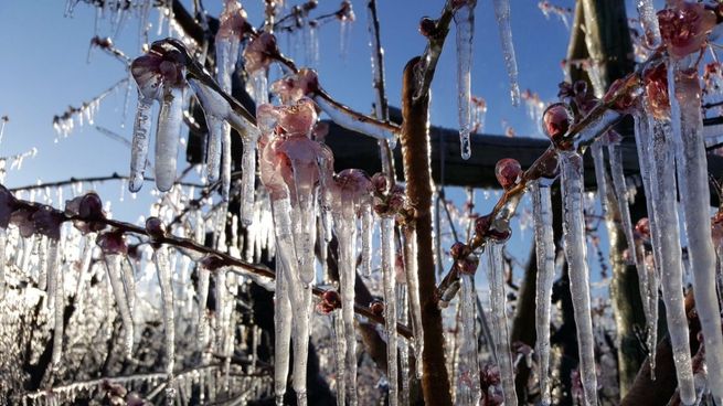Las intensas heladas afectaron a las explotaciones frutícolas durante octubre pasado.