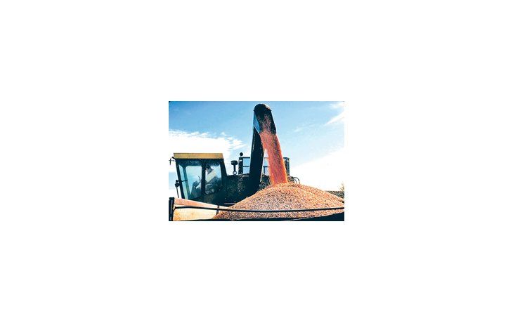 Excesos hídricos, heladas y hasta sequías afectaron en el país los rindes de una cosecha récord de maíz. Los productores, jaqueados además por los altos costos internos que enfrentan.