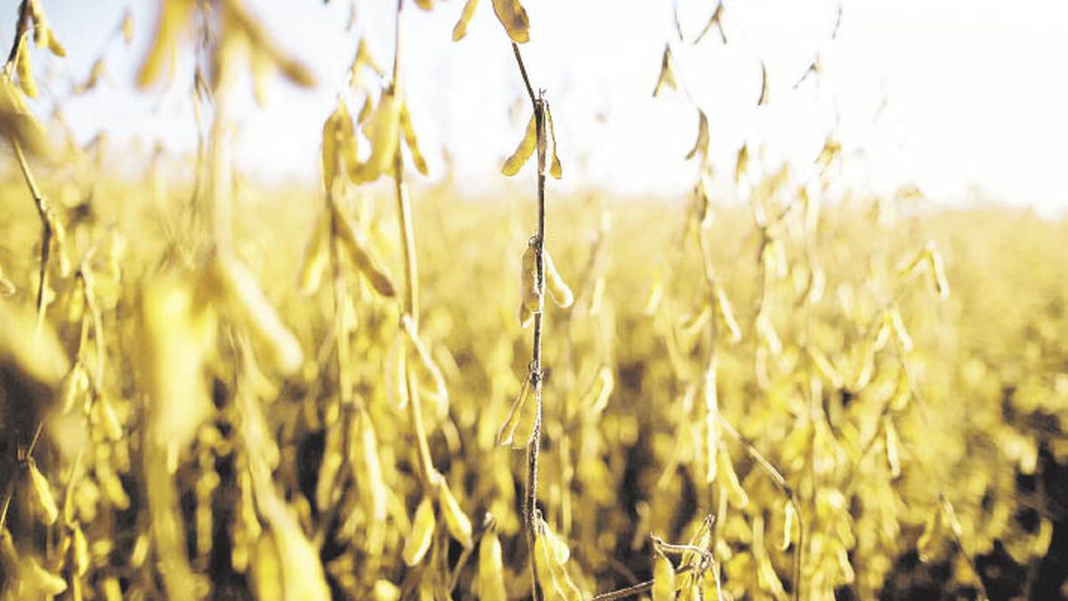 They expect the soybean harvest in the core zone to be 45% less than expected