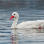 Alerta por gripe aviar: el MGAP activó el protocolo de emergencia ante la detección de un caso. Alerta por gripe aviar: el MGAP activó el protocolo de emergencia ante la detección de un caso.