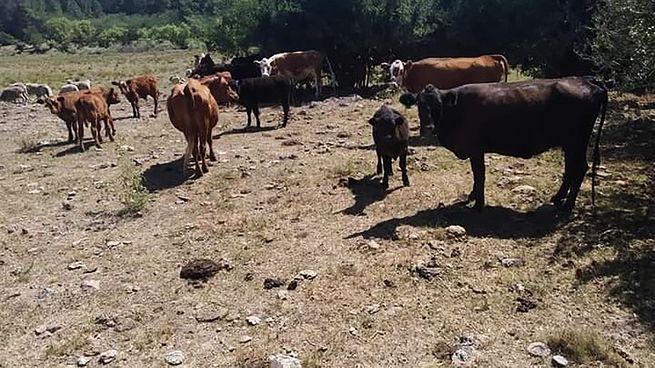 Los estragos de la sequía siguen repercutiendo en la proliferación de nuevas enfermedades entre el ganado bovino.
