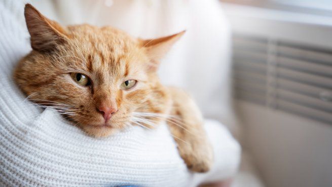 Por qué a los gatos les gusta comer aceitunas