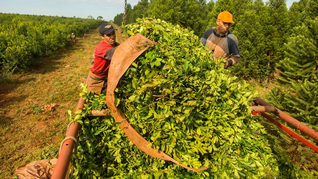 La yerba mate acumula 27 meses de caída y se sostiene en el color rojo del semáforo de Coninagro.