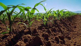 Almacenar carbono, la técnica agrícola para luchar contra el cambio climático