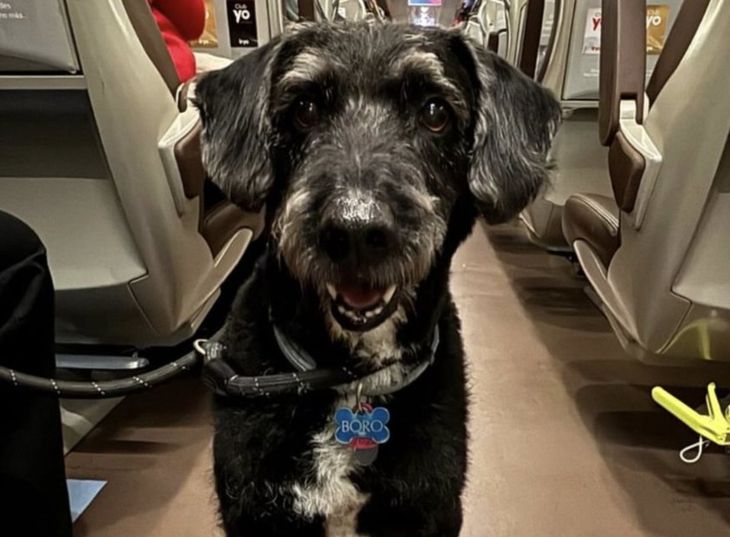 En medio de una tragedia con decenas de víctimas, la búsqueda de Boro se convirtió en un símbolo del impacto emocional del accidente. En medio de una tragedia con decenas de víctimas, la búsqueda de Boro se convirtió en un símbolo del impacto emocional del accidente.