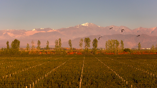 El clima frío es clave para el desarrollo de los espumantes.&nbsp;