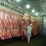 Argentina exporta carne de calidad a Estados Unidos, pese a que ese país es uno de los principales exportadores del mundo. Argentina exporta carne de calidad a Estados Unidos, pese a que ese país es uno de los principales exportadores del mundo.