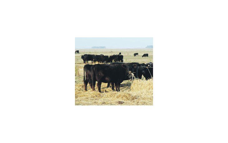 ámbito.com | El nivel actual de faena de hembras se ubica en el 37,6%, lo que implica un incremento de las existencias del orden del 7%.