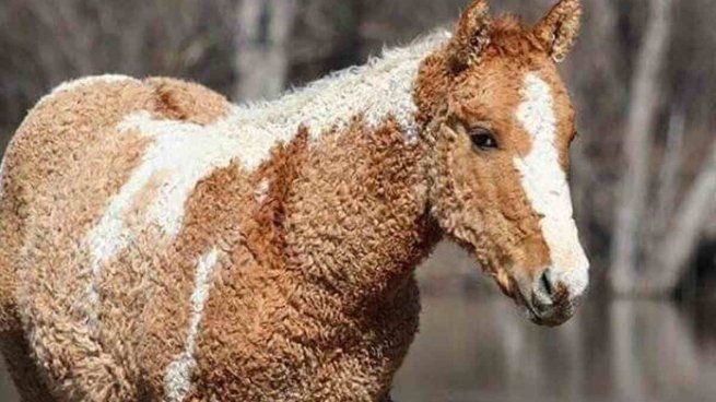 El Bashkir Curly sobrevive en la Patagonia gracias a unos criaderos argentinos.